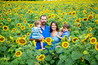 Skinner Sunflower Field